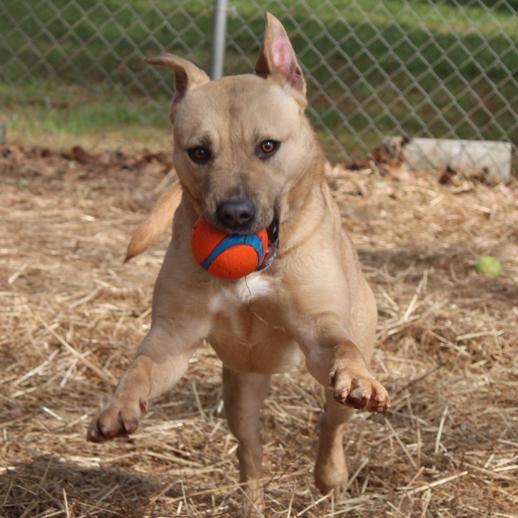 Austin, Adoptable, Adult Male English Bulldog.