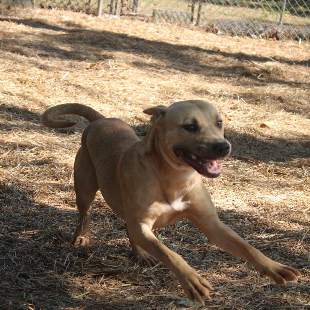 Enlarge Austin, a Adoptable English Bulldog in Valley, AL image 1/6