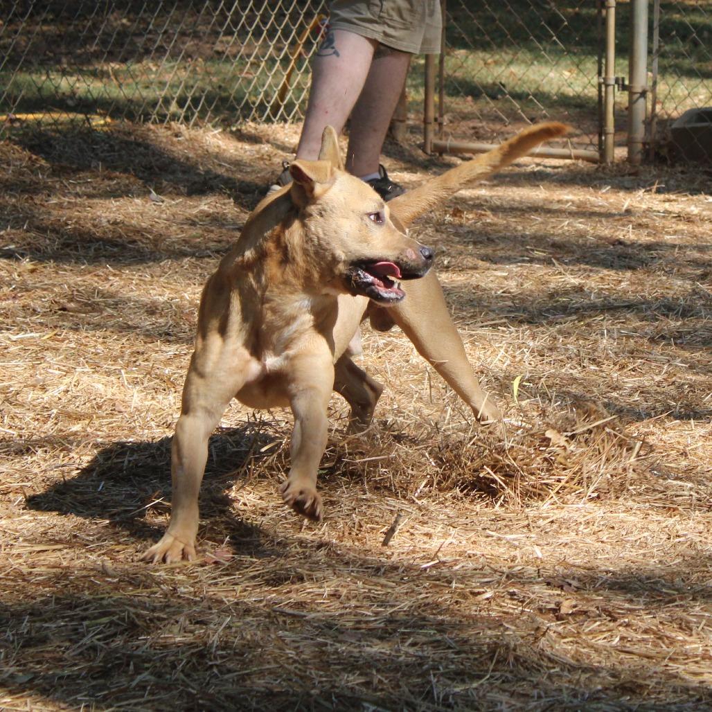 Enlarge Austin, a Adoptable English Bulldog in Valley, AL image 2/6