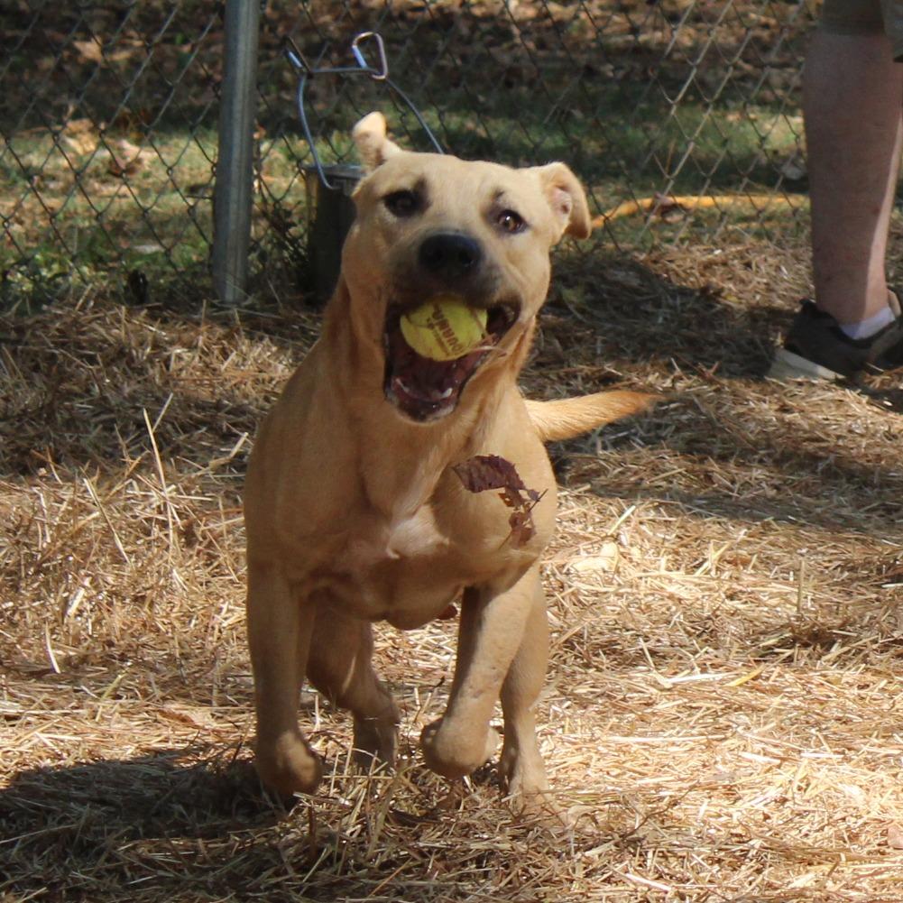 Enlarge Austin, a Adoptable English Bulldog in Valley, AL image 3/6