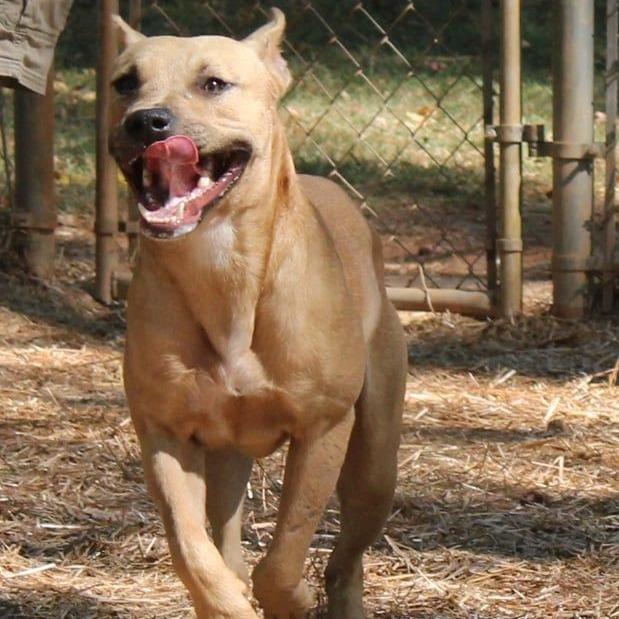 Enlarge Austin, a Adoptable English Bulldog in Valley, AL image 4/6