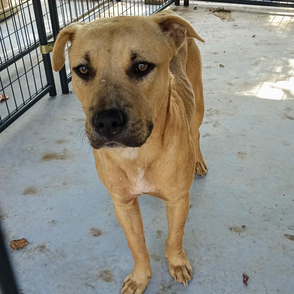 Enlarge Austin, a Adoptable English Bulldog in Valley, AL image 5/6
