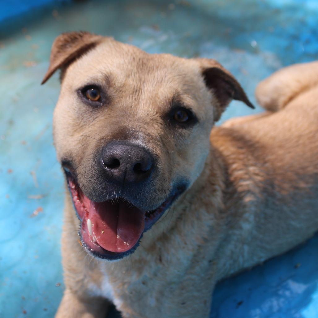 Austin, a Adoptable English Bulldog in Valley, AL image 6/6