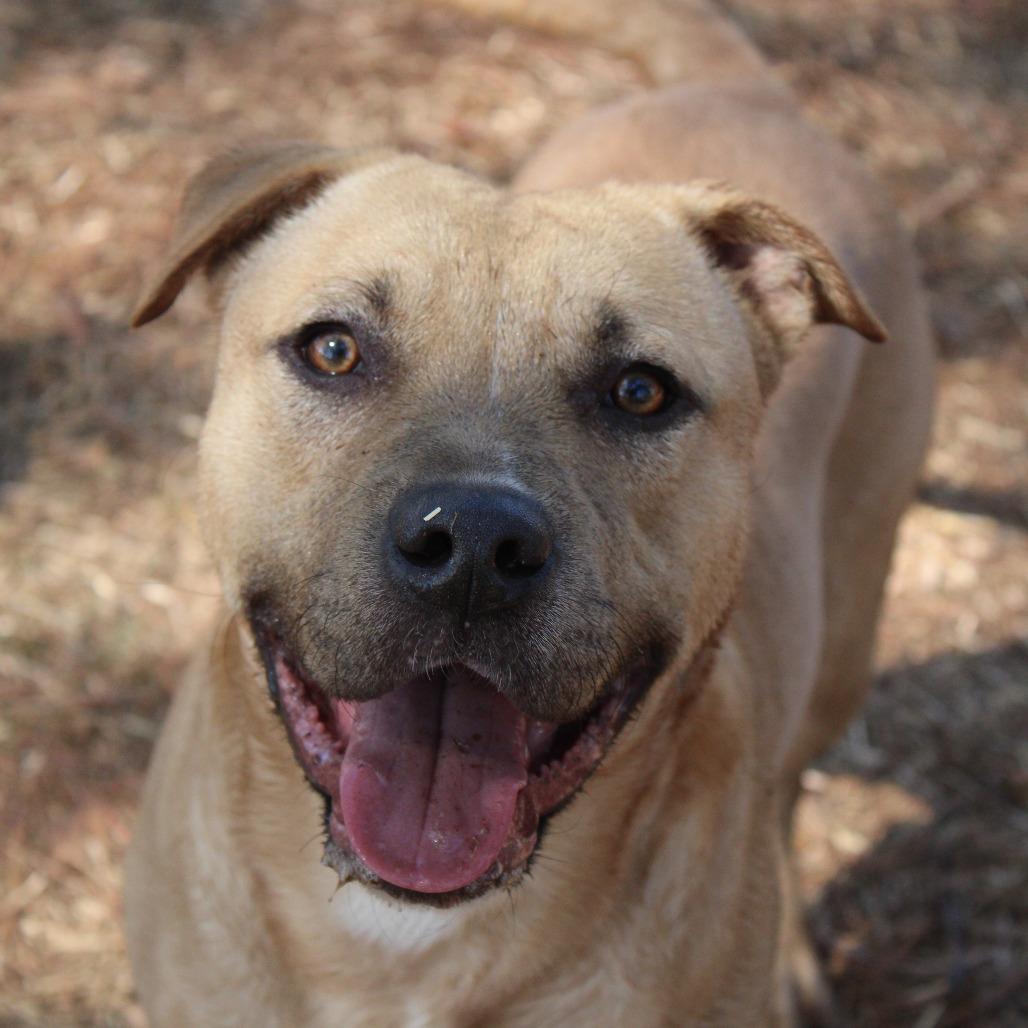 Enlarge Austin, a Adoptable English Bulldog in Valley, AL image 6/6
