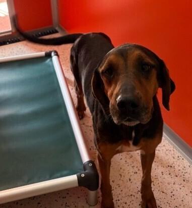 Enlarge Willow, a Adoptable mixed breed in Providence Forge, VA image 1/1
