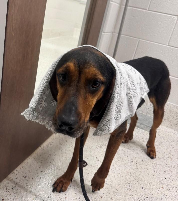 Willow (Sponsored Adoption), a Adoptable mixed breed in Providence Forge, VA image 2/3