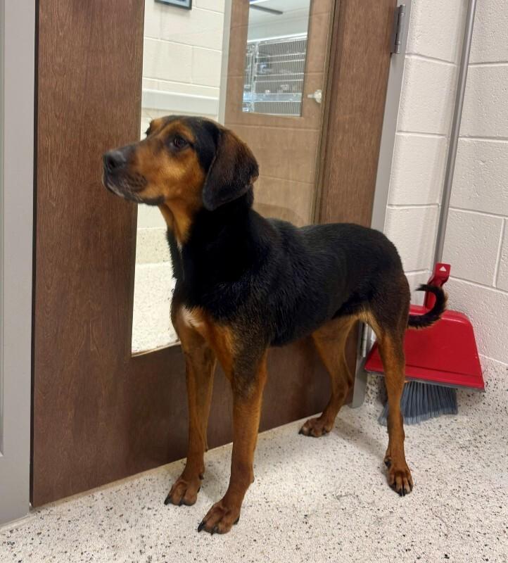 Willow (Sponsored Adoption), a Adoptable mixed breed in Providence Forge, VA image 3/3