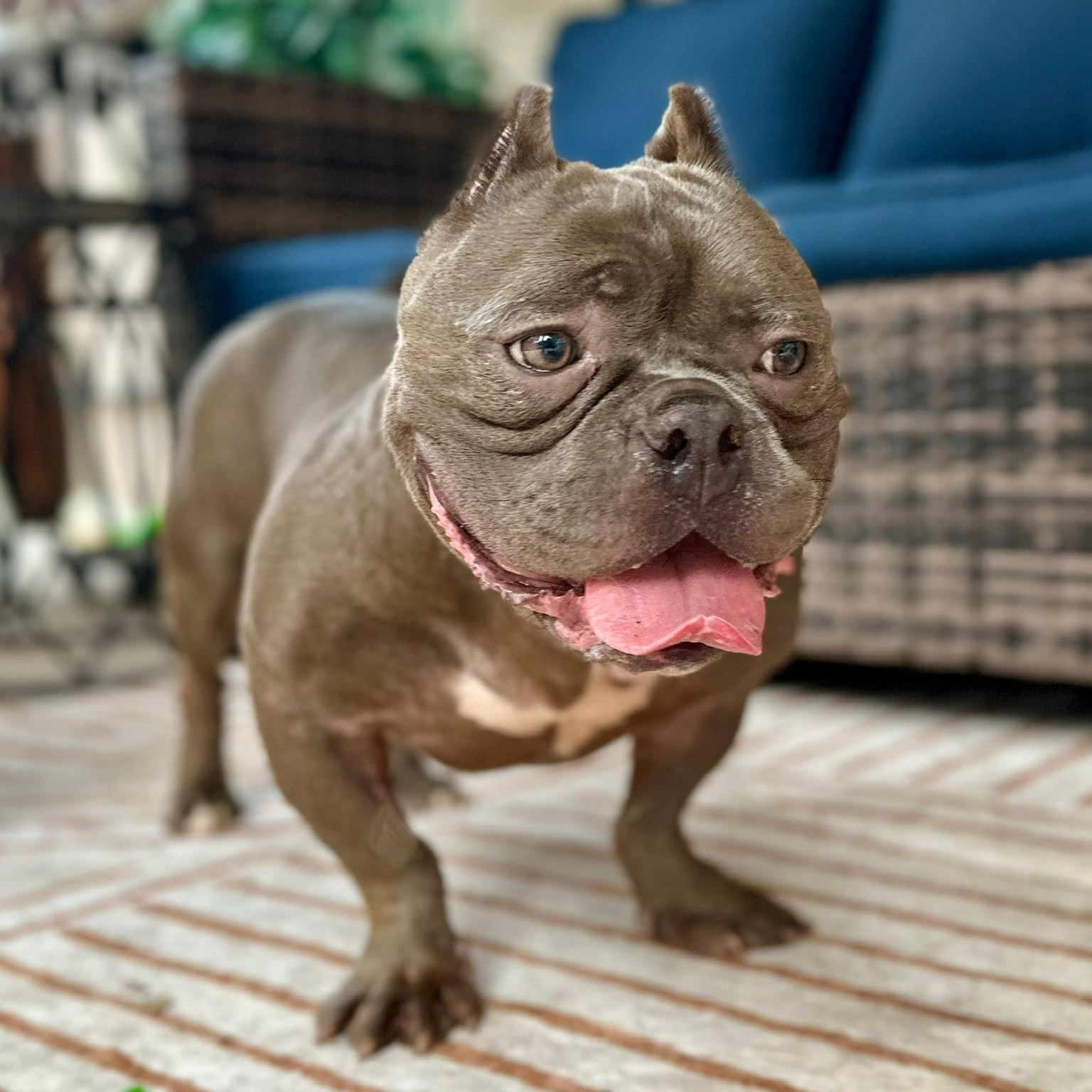 Charlie, Adoptable, Young Male American Bully & Pit Bull Terrier.