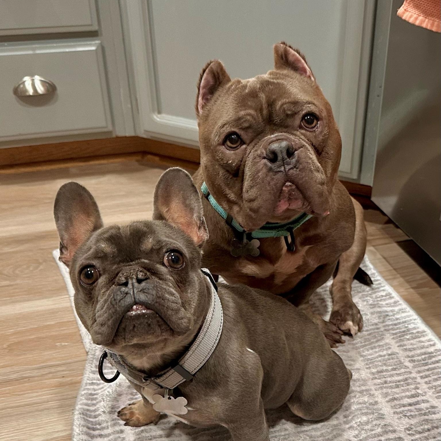 Charlie, a Adoptable mixed breed in Citrus Heights, CA image 6/6