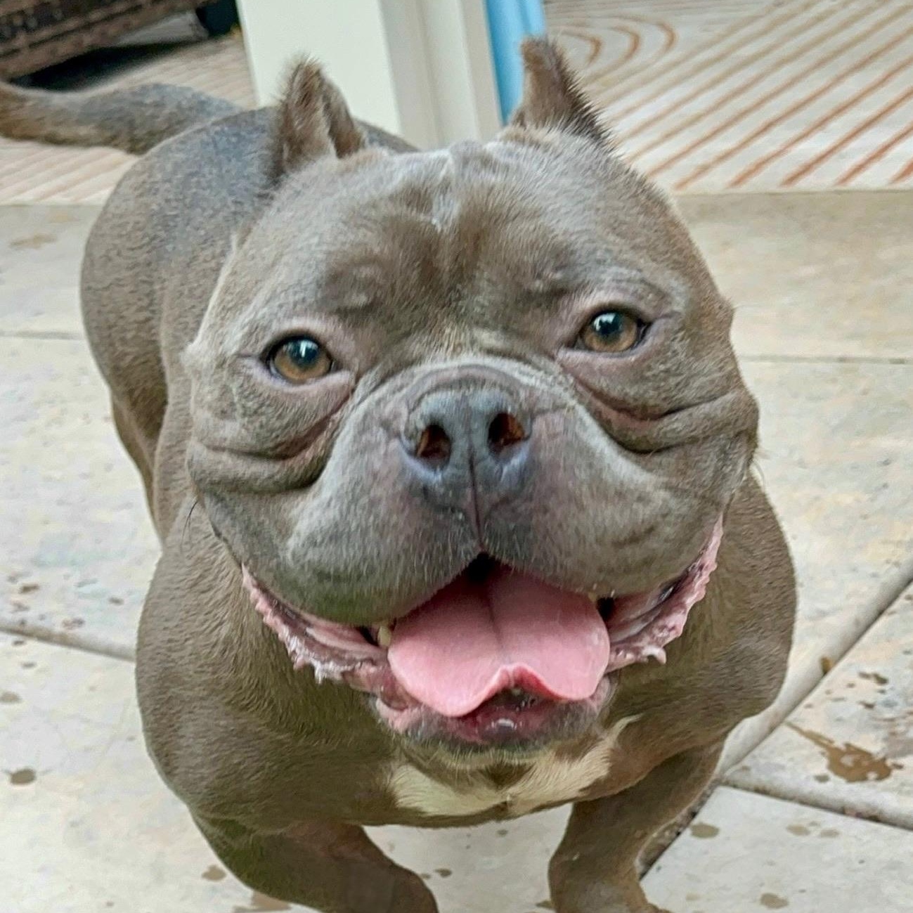 Charlie, Adoptable, Young Male American Bully & Pit Bull Terrier.
