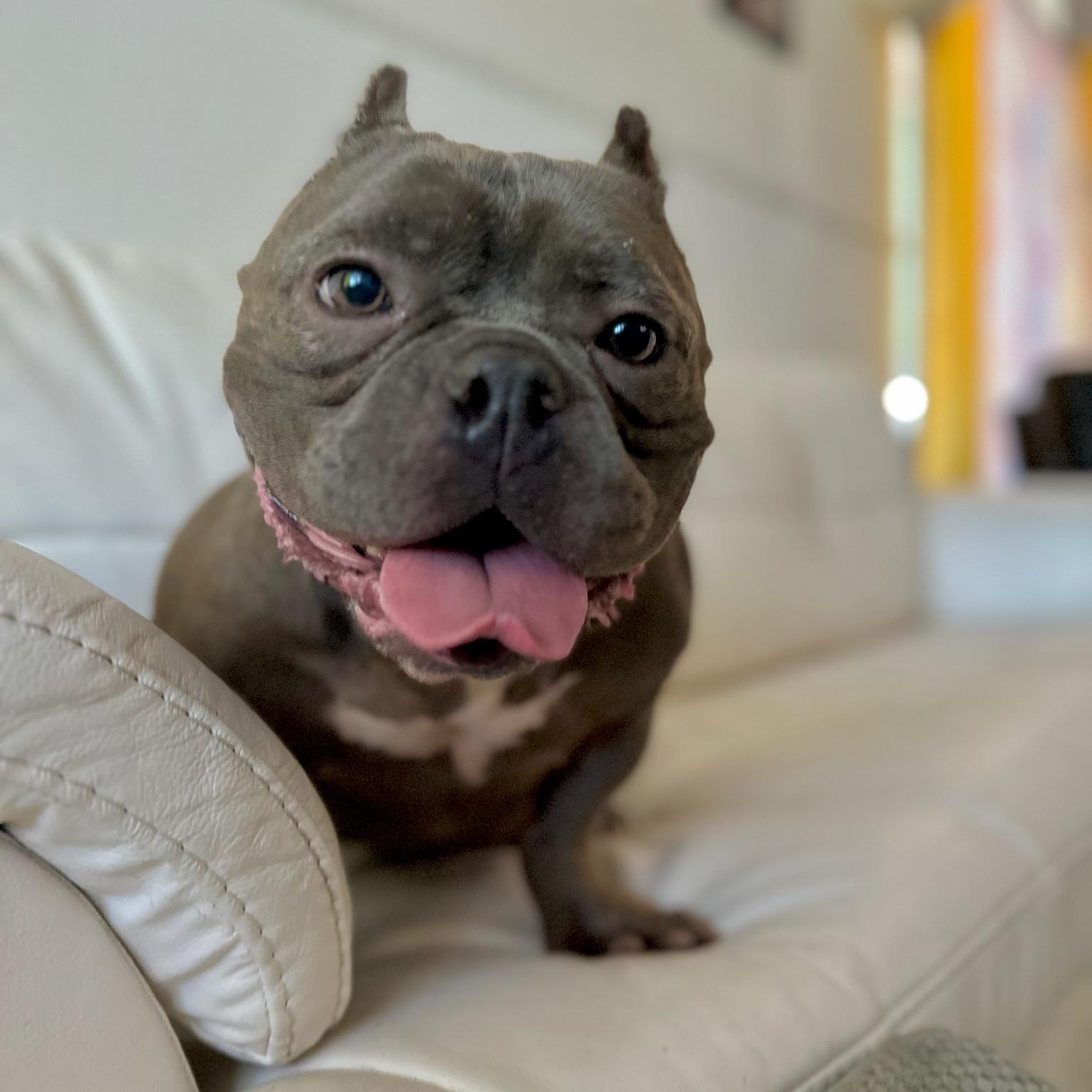 Charlie, a Adoptable mixed breed in Citrus Heights, CA image 5/6