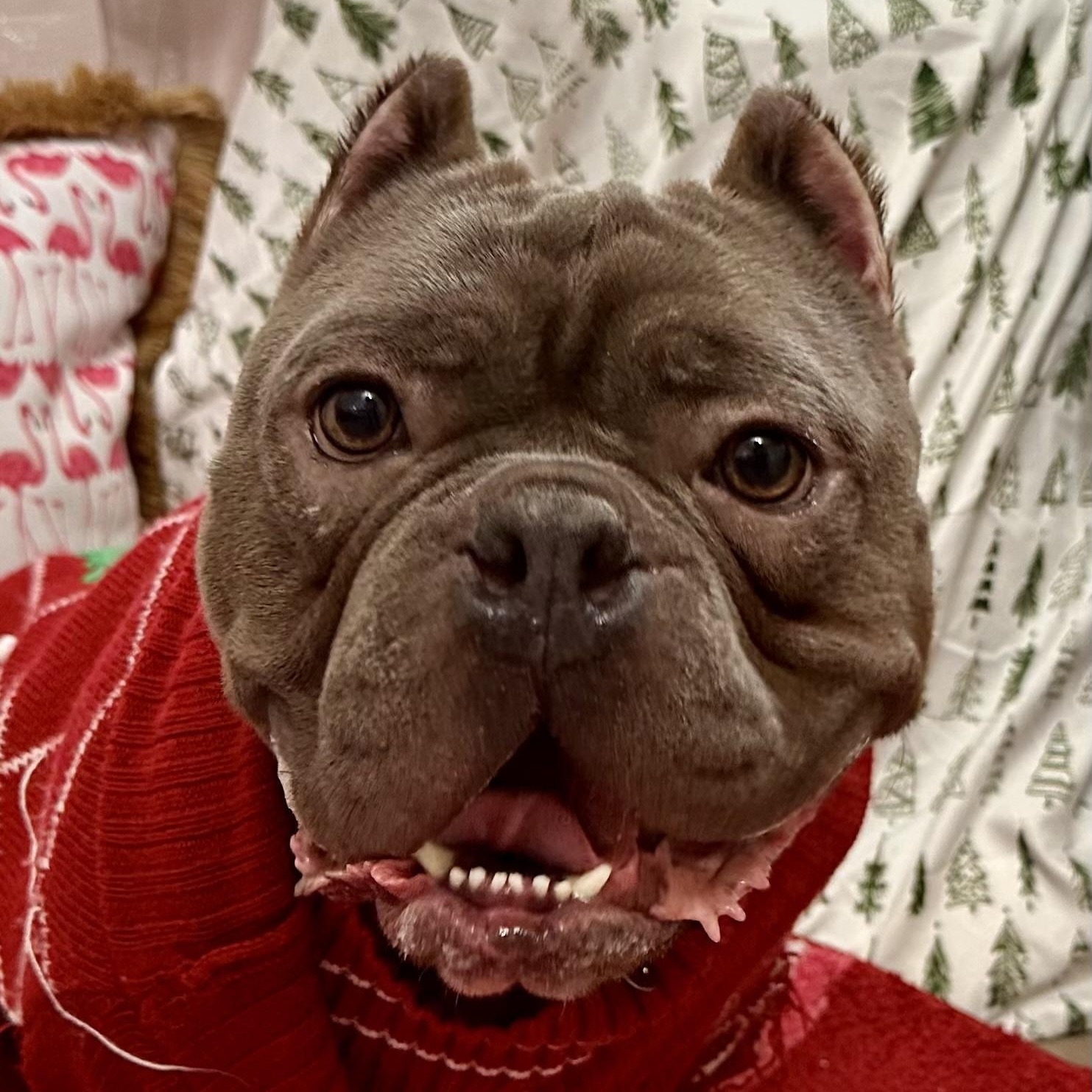 Charlie, Adoptable, Young Male American Bully & Pit Bull Terrier.