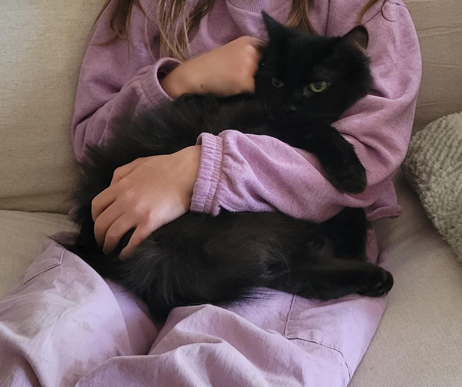 Frank Langdon, a ADOPTABLE Domestic Medium Hair in Salt Spring Island, BC image 2/5