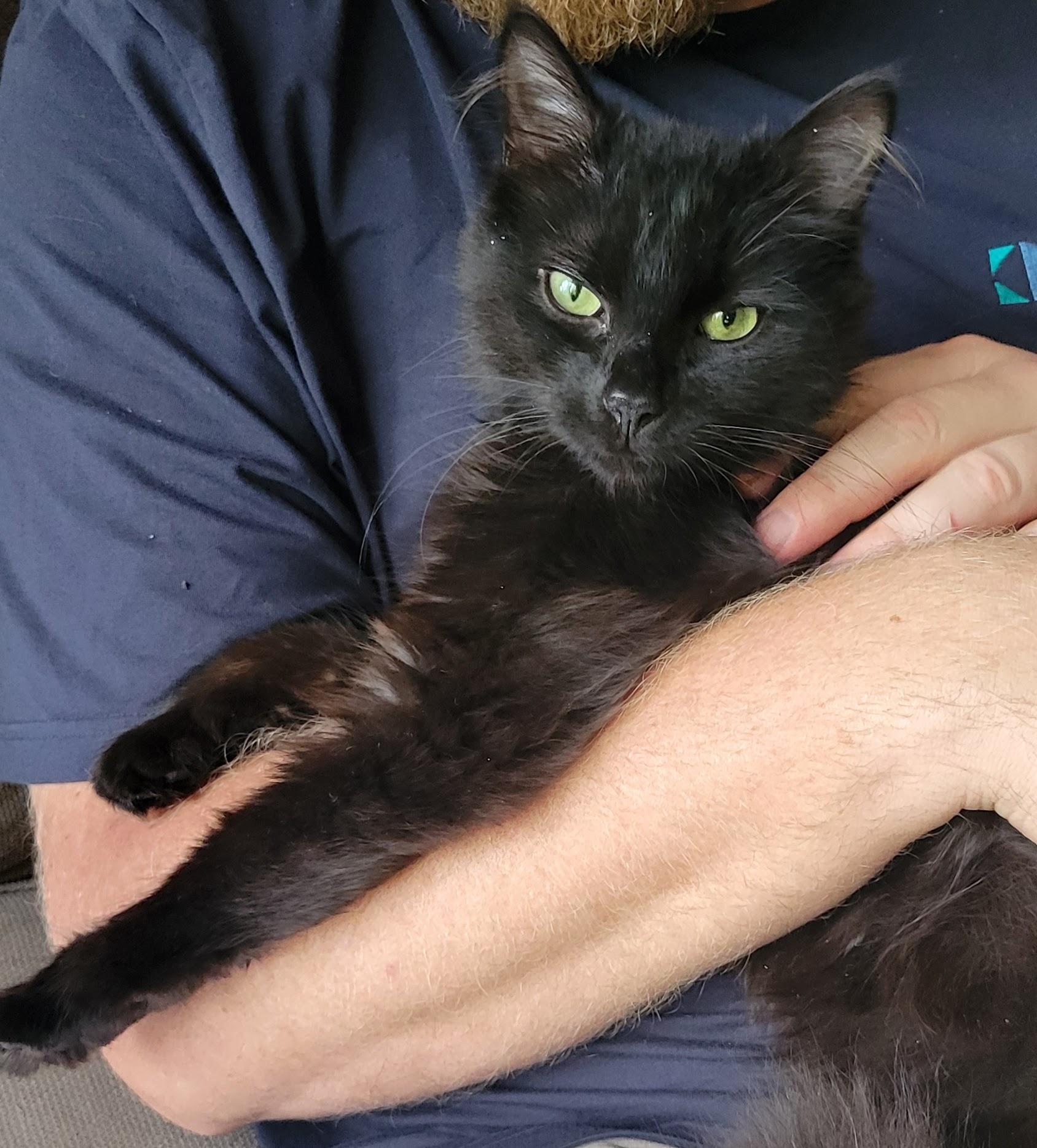 Frank Langdon, a ADOPTABLE Domestic Medium Hair in Salt Spring Island, BC image 4/5