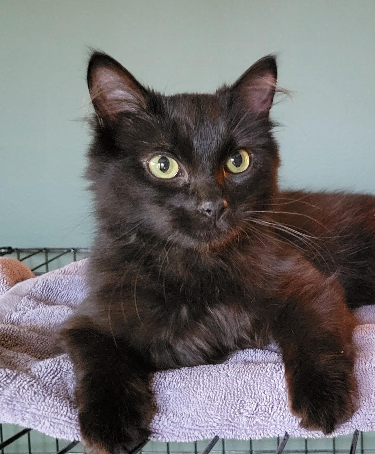 Frank Langdon, ADOPTABLE, Kitten Male Domestic Medium Hair.