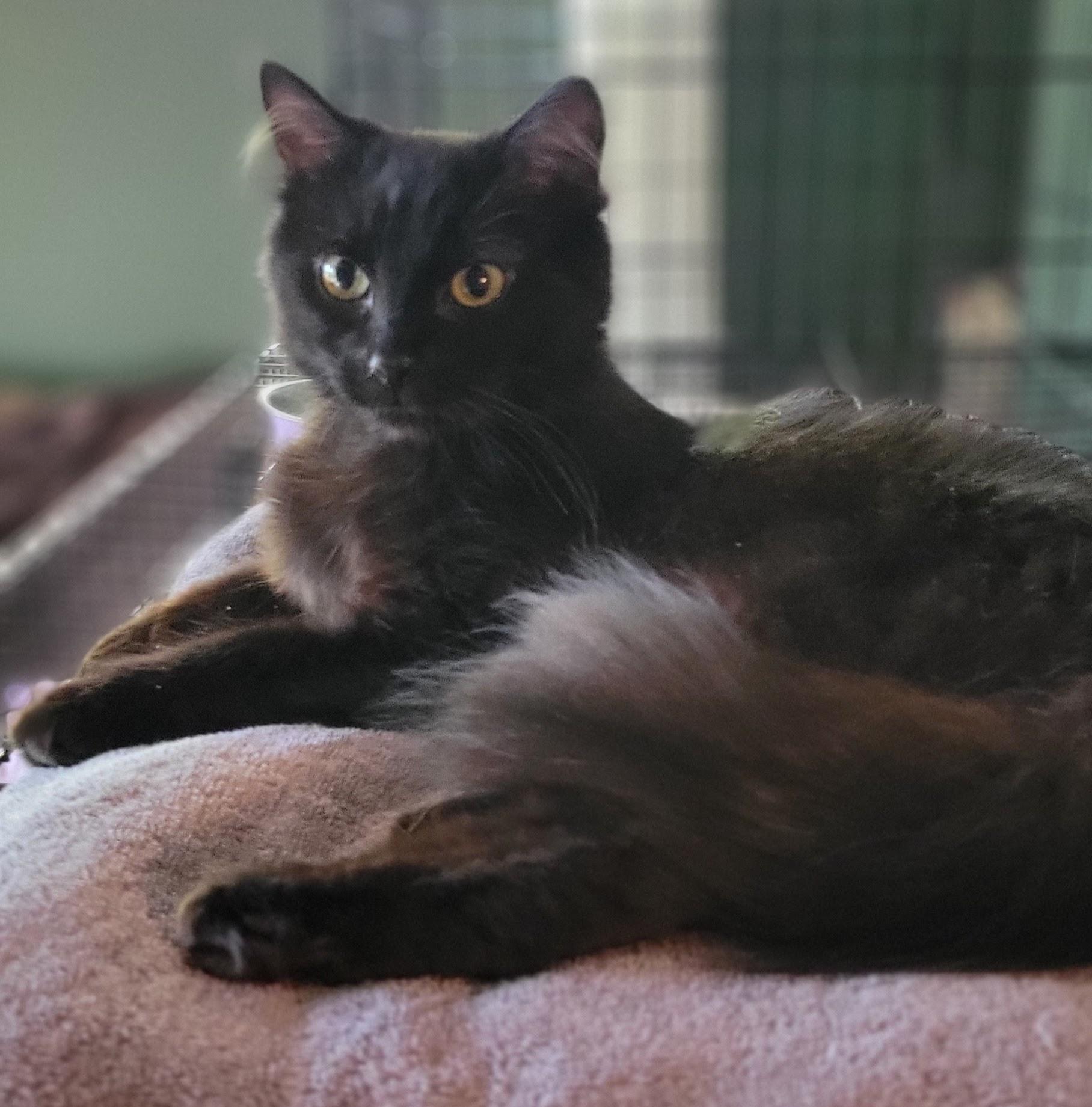 Frank Langdon, a ADOPTABLE Domestic Medium Hair in Salt Spring Island, BC image 3/5