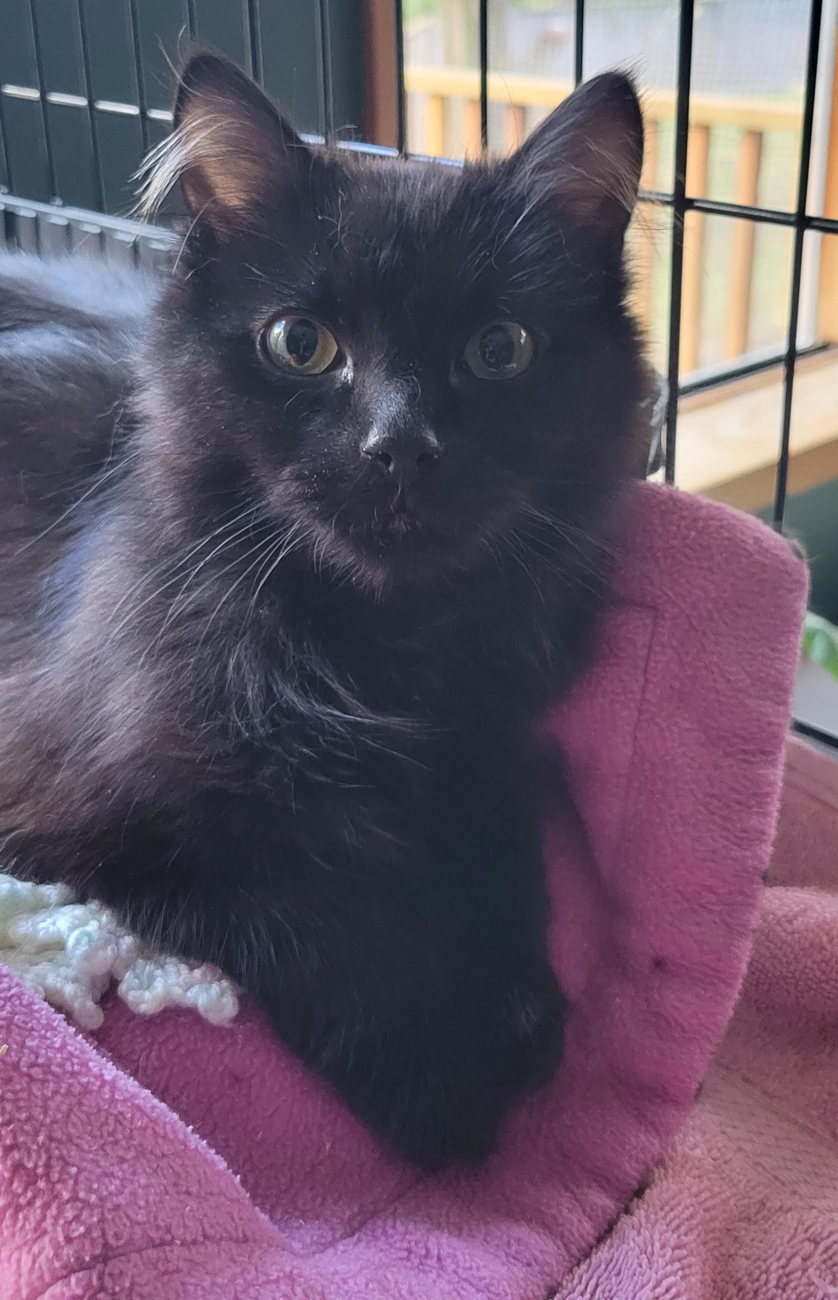 Frank Langdon, a ADOPTABLE Domestic Medium Hair in Salt Spring Island, BC image 5/5