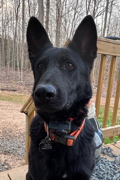 Bella, Adoptable, Adult Female German Shepherd Dog.