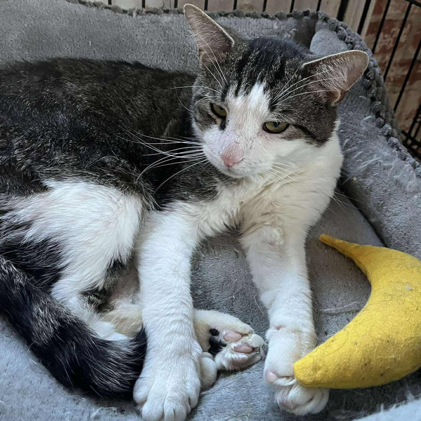 Enlarge Ethan, a ADOPTABLE Tabby in Huntington, NY image 3/3