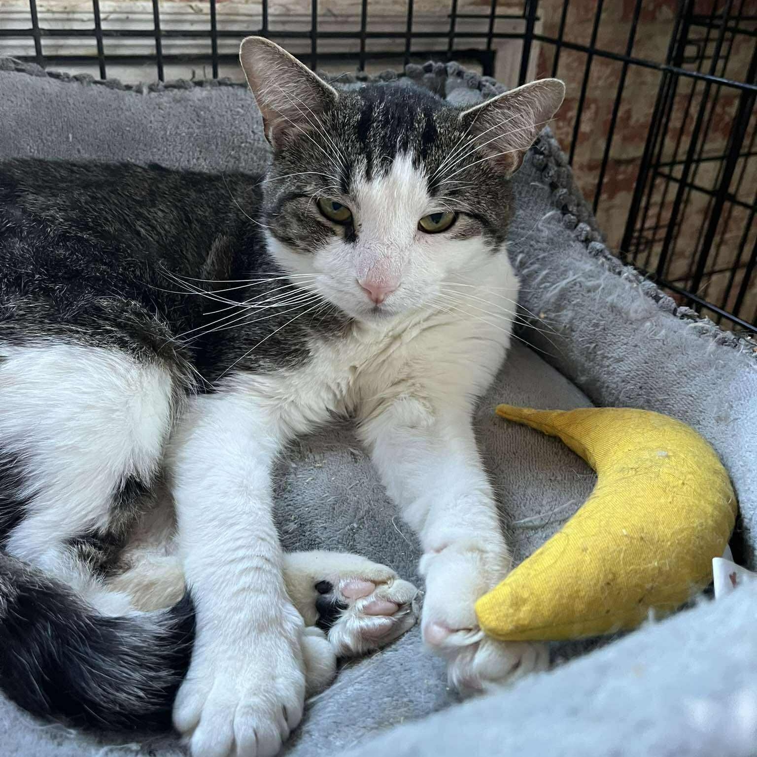 Enlarge Ethan, a ADOPTABLE Tabby in Huntington, NY image 1/3