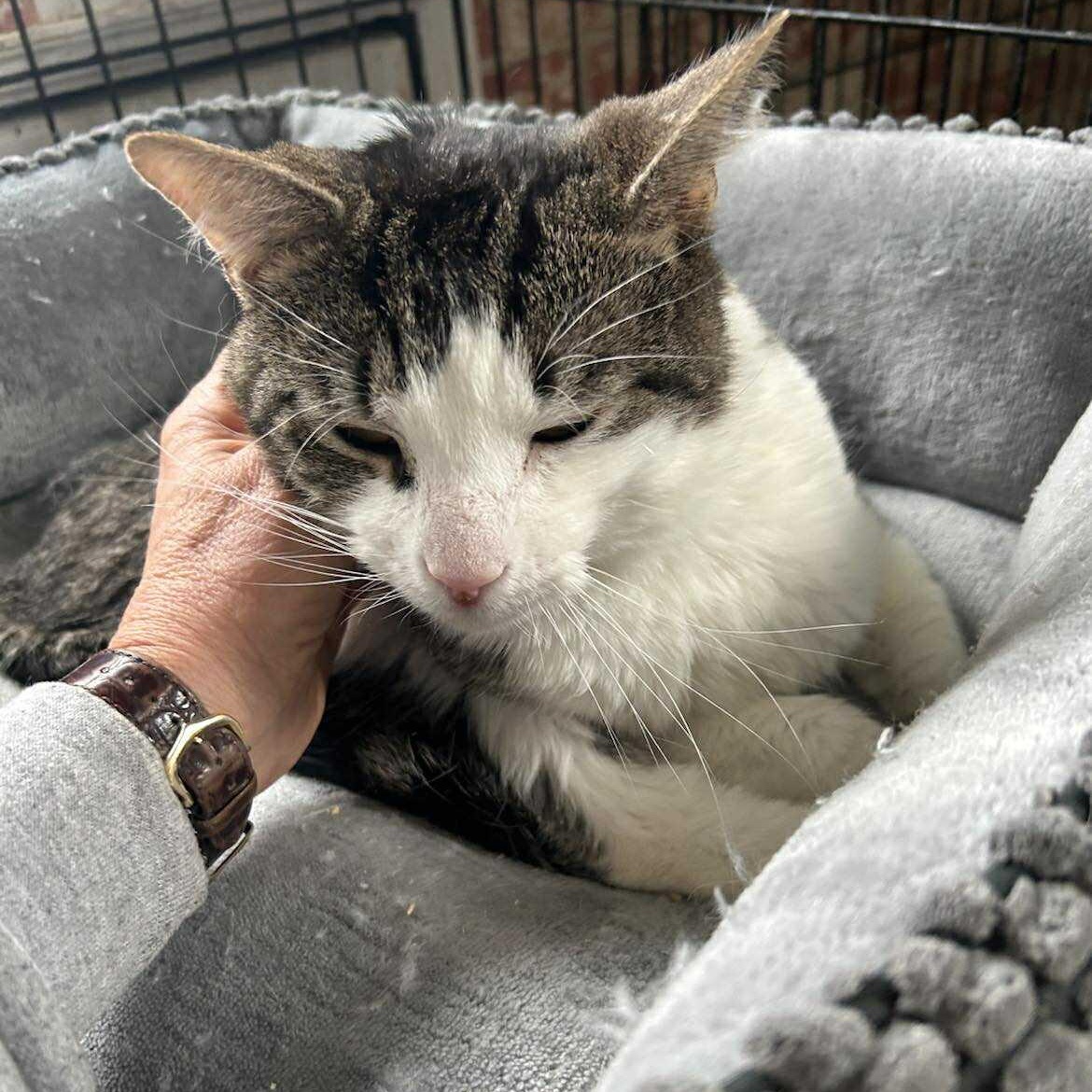 Enlarge Ethan, a ADOPTABLE Tabby in Huntington, NY image 2/3