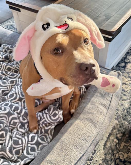 MATTHEW, Adoptable, Adult Male American Staffordshire Terrier & Mixed Breed.