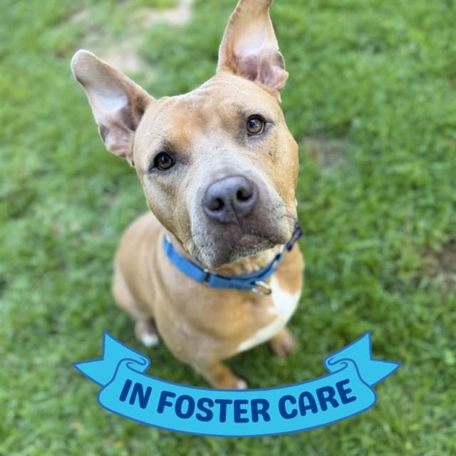 Enlarge MATTHEW, a Adoptable mixed breed in Tallahassee, FL image 1/1