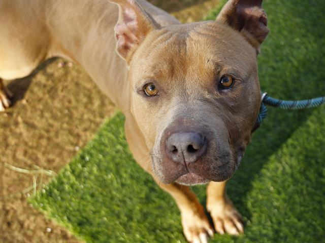 Enlarge MATTHEW, a Adoptable mixed breed in Tallahassee, FL image 1/1