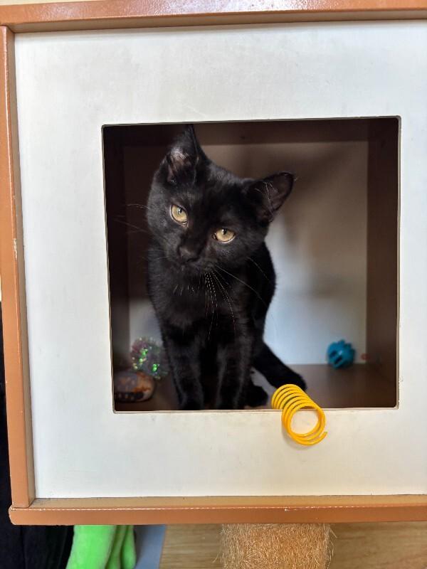 Dill, Adoptable, Young Female Domestic Short Hair.