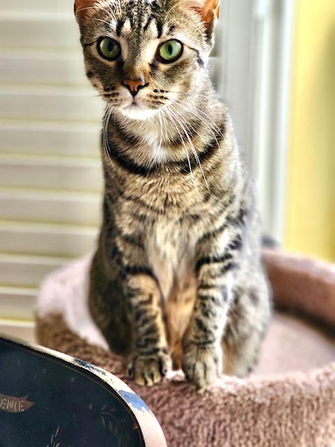 Ash, a Adoptable Domestic Short Hair in Ladson, SC image 3/3