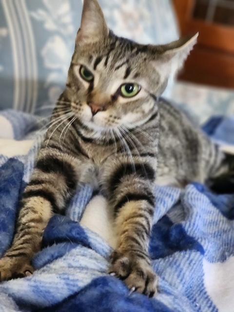 Ash, a Adoptable Domestic Short Hair in Ladson, SC image 1/3