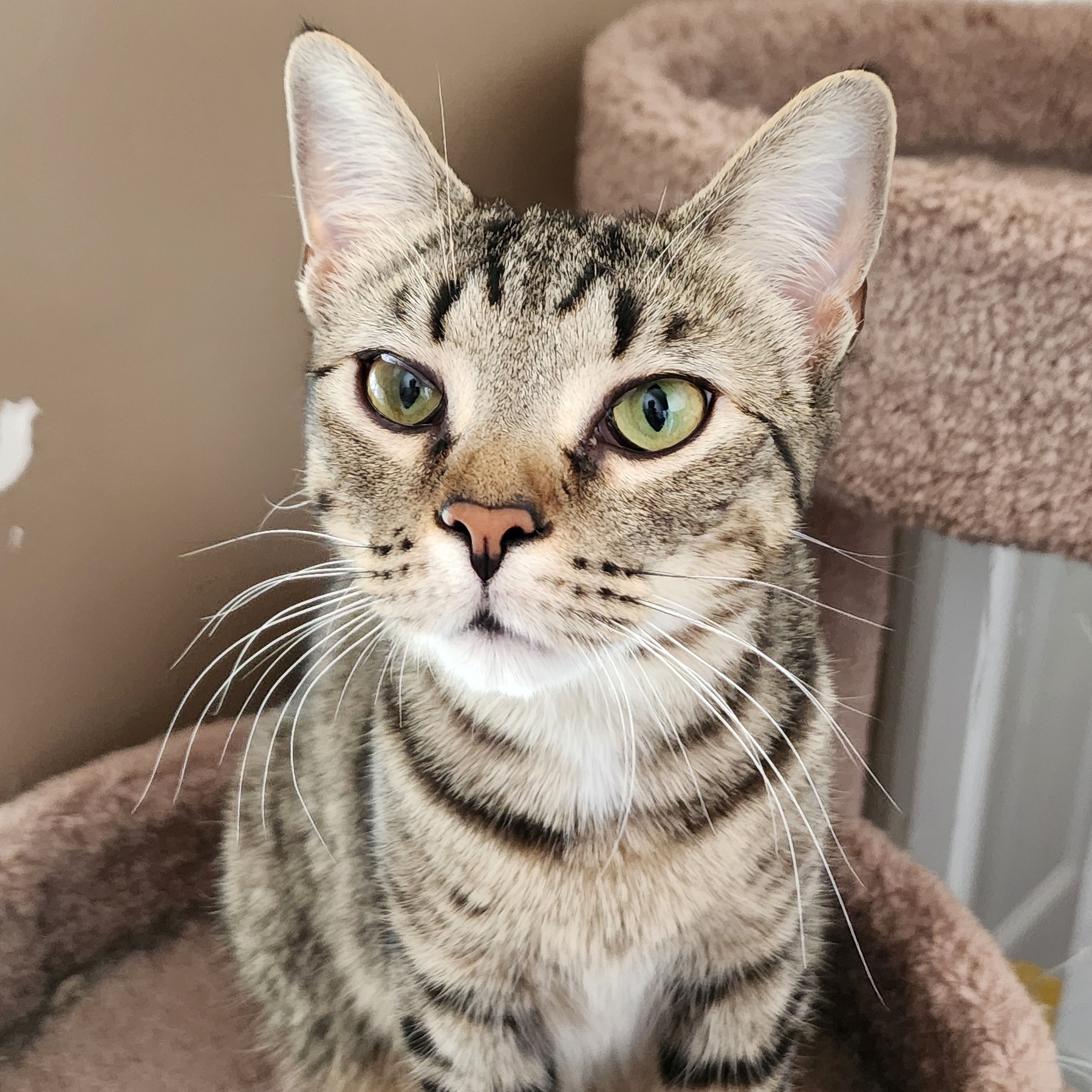 Ash, a Adoptable Domestic Short Hair in Ladson, SC image 2/3