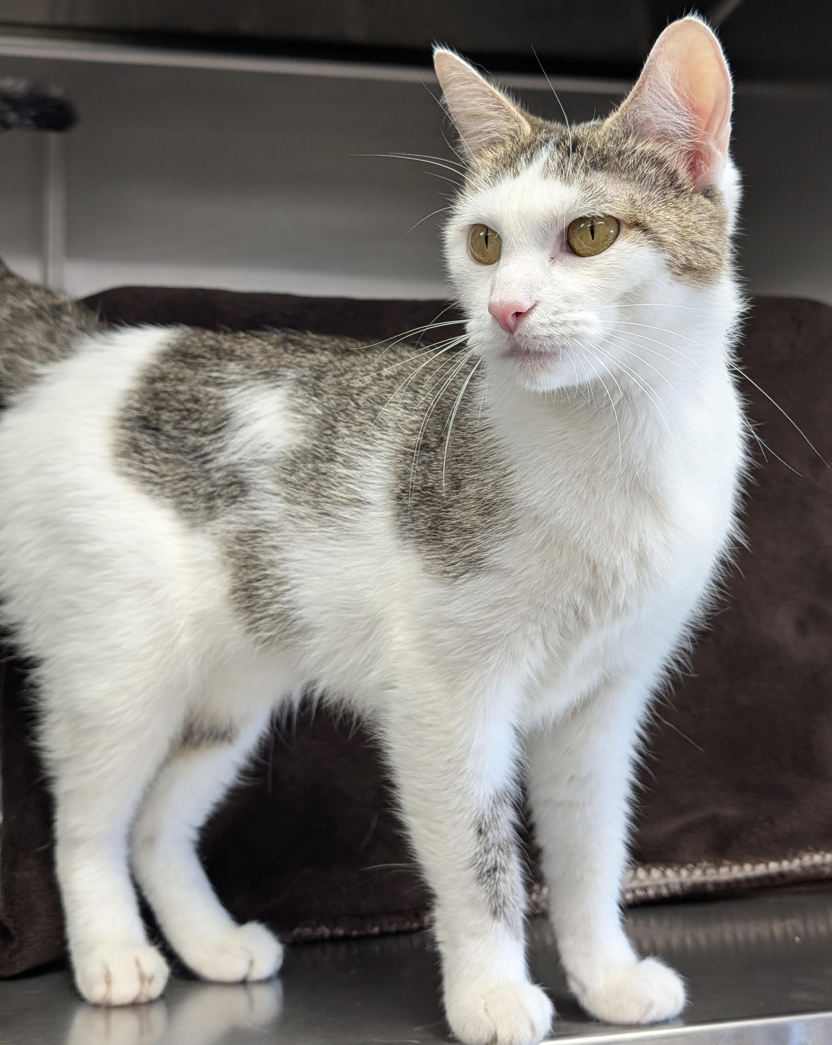 Enlarge Jean - Name Your Own Adoption Fee, a Adoptable Domestic Short Hair in Jefferson, WI image 2/2