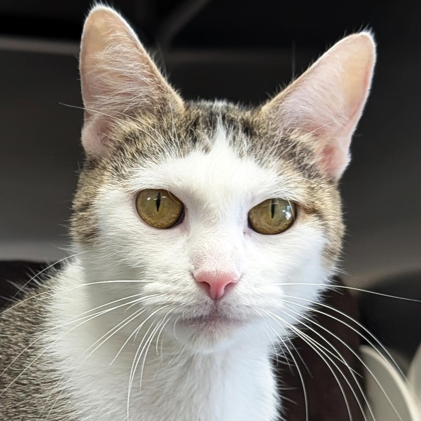 Enlarge Jean - Name Your Own Adoption Fee, a Adoptable Domestic Short Hair in Jefferson, WI image 1/2