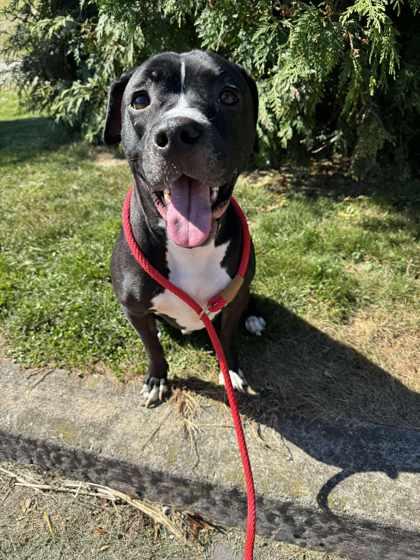 Gilbert, Adoptable, Adult Male Mixed Breed.