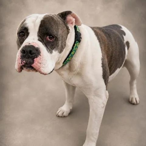 Emmett, ADOPTABLE, Senior Male American Staffordshire Terrier.