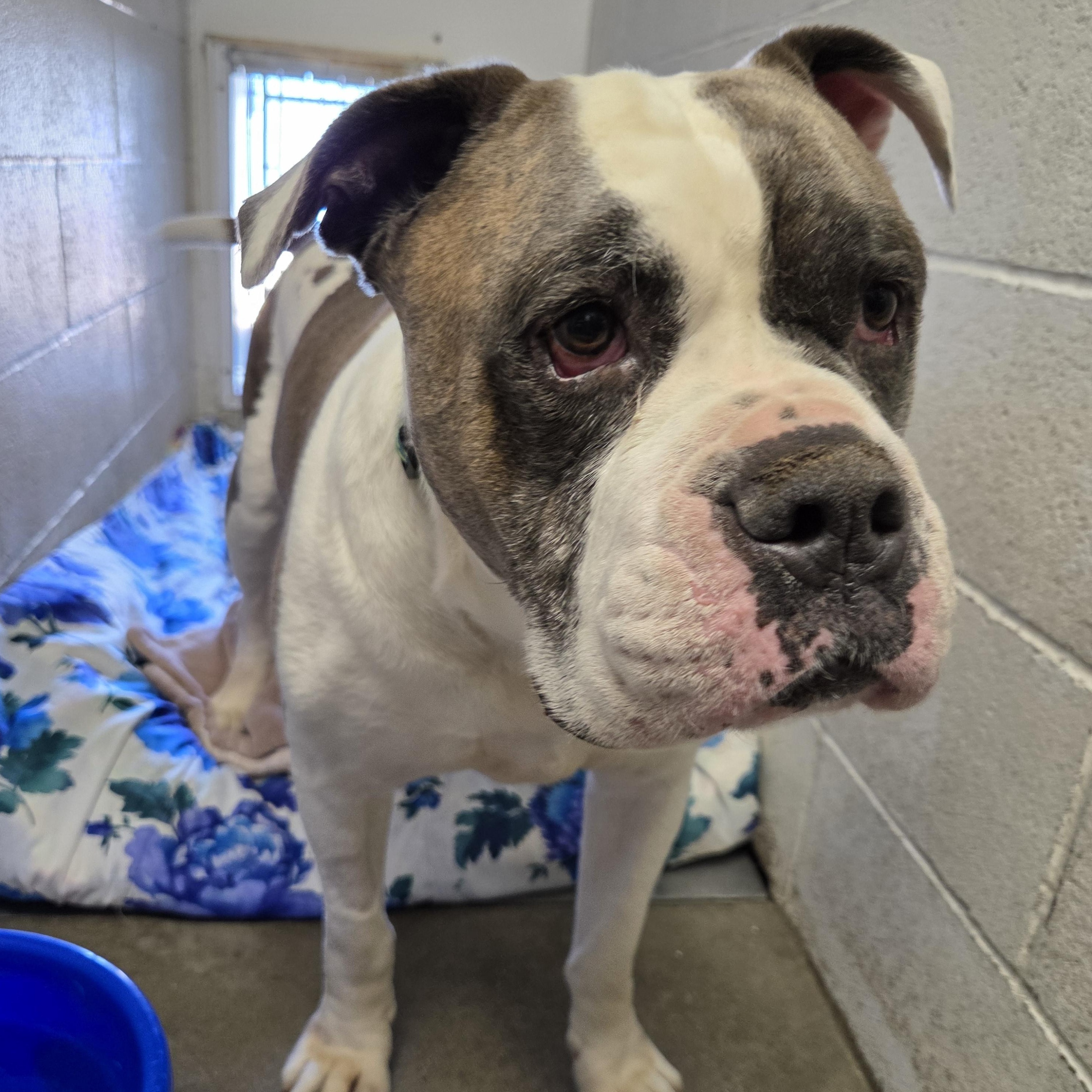 Emmett, ADOPTABLE, Senior Male American Staffordshire Terrier.