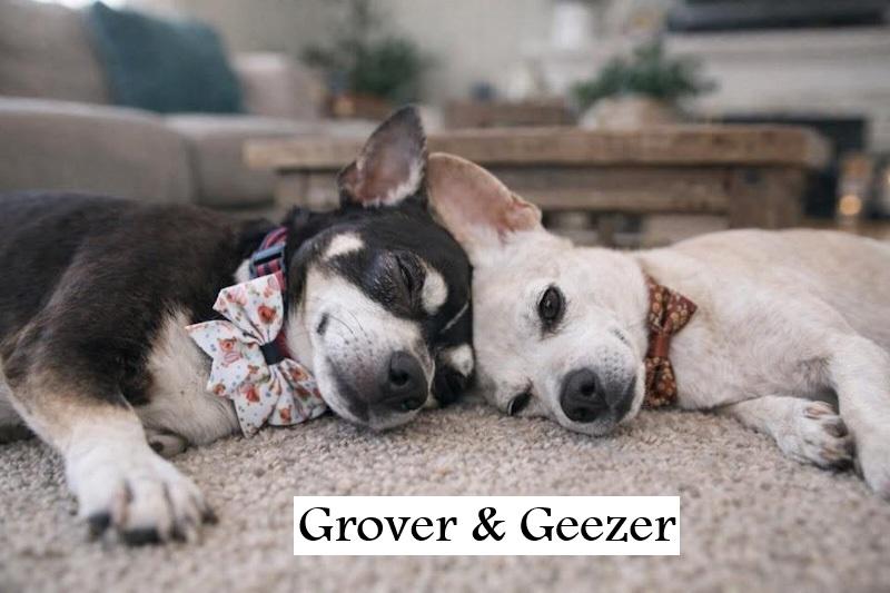Grover, a ADOPTABLE mixed breed in Southport, CT image 6/6
