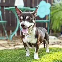 Grover, a ADOPTABLE mixed breed in Southport, CT image 4/6