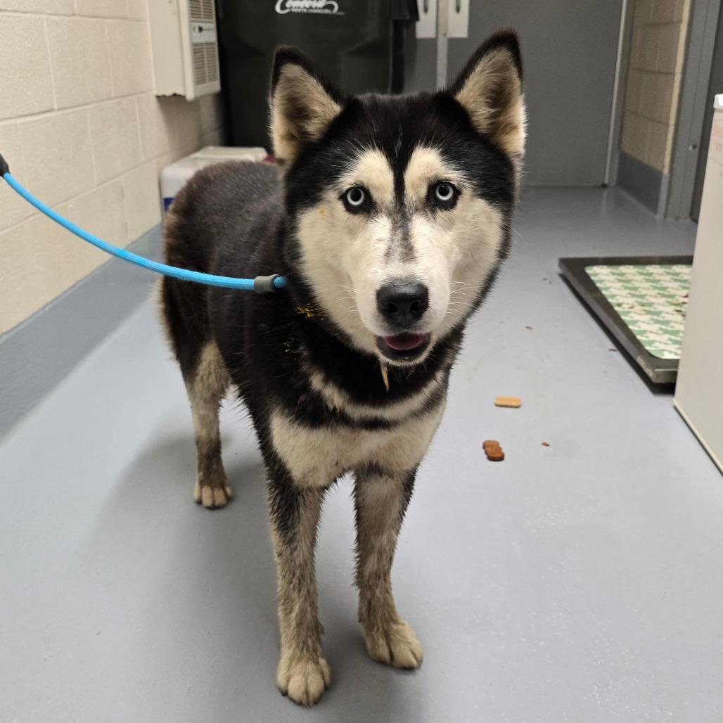 Serenity, Adoptable, Young Female Husky.