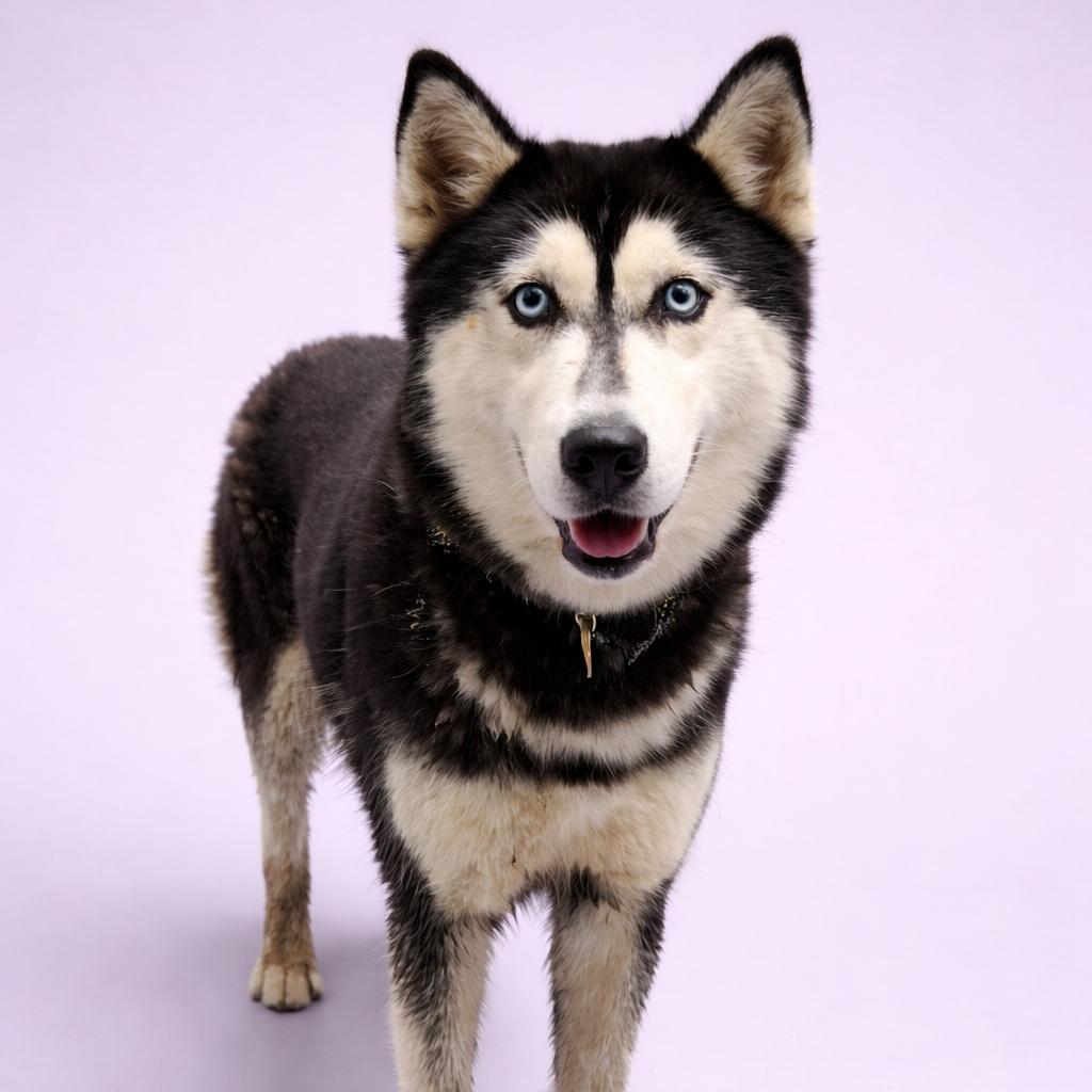 Enlarge Serenity, a Adoptable mixed breed in Concord, NC image 2/2