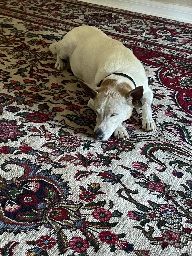 Rocco, Adoptable, Senior Male Jack Russell Terrier.