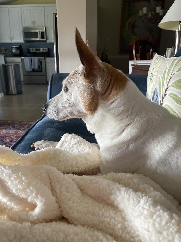 Rocco, a Adoptable Jack Russell Terrier in Melbourne Beach, FL image 2/6