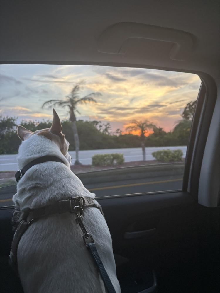 Rocco, a Adoptable Jack Russell Terrier in Melbourne Beach, FL image 3/6