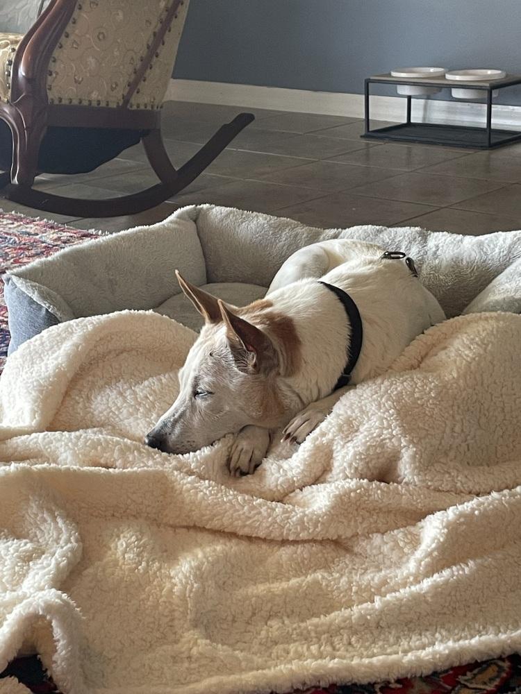 Rocco, a Adoptable Jack Russell Terrier in Melbourne Beach, FL image 4/6