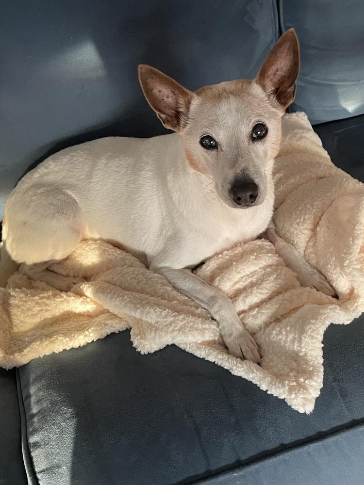 Rocco, a Adoptable Jack Russell Terrier in Melbourne Beach, FL image 5/6