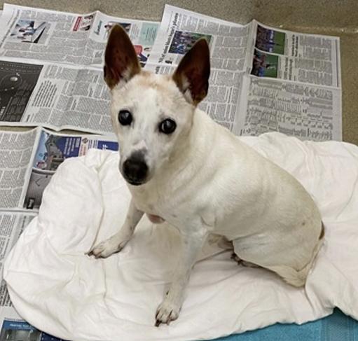 Rocco, a Adoptable Jack Russell Terrier in Melbourne Beach, FL image 6/6