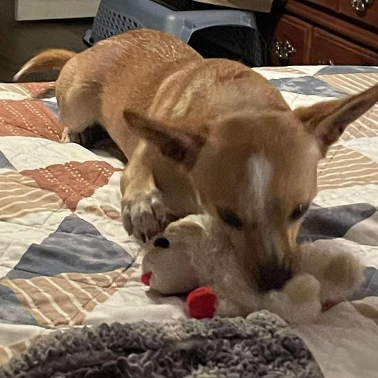 Tippy, Adoptable, Adult Female Chihuahua.