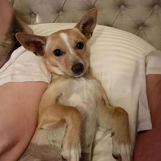 Tippy, a hold mixed breed in Knoxville, TN image 1/4