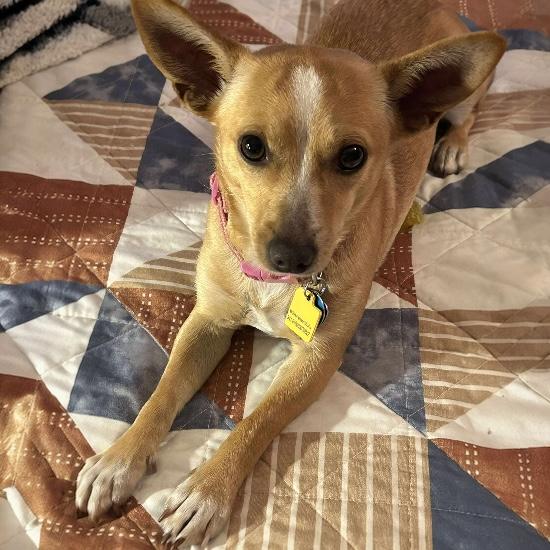 Tippy, a hold mixed breed in Knoxville, TN image 4/4